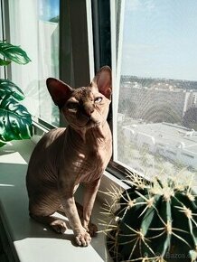 Kocour kanadský sphynx s PP ke krytí - 2