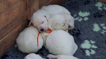 Slovenský čuvač s PP - 2