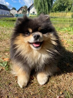 Pomeranian krytí - 2