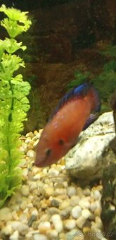 Darují nebo vyměni - 2