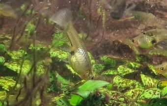 Živorodka Endlerova /Wingeova - 2