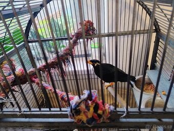 LOSKUTAK, Beo Posvätný - 2