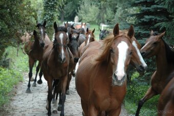 Jezdec, ošetřovatel koní, stájník - 2