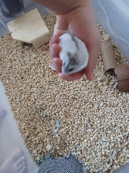 Křeček džungarský samička - 2