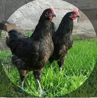 NV Australka velká černá - 2