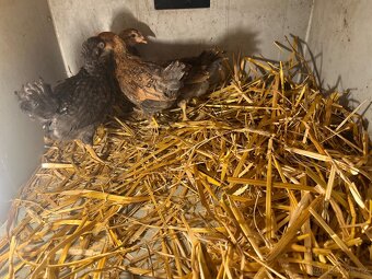 Kuřata Araukana křížená - 2