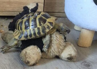 želva zelenavá (Testudo hermanni) - 2