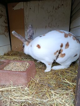 Samec rex dalmatinsky - 2