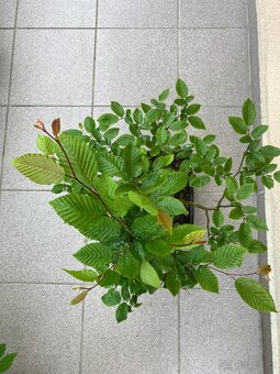 Bonsai, Bonsaj, habr obecný - 2
