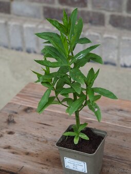 Řetězovka viržinská ‘Rose’ - 2