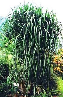 MISCANTHUS GIGANTEUS ♥ OZDOBNICE OBROVSKÁ - 2