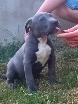 American bully - 2
