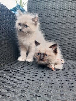Ragdoll kocourci bez PP - 2