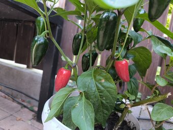 Jalapeno - 2