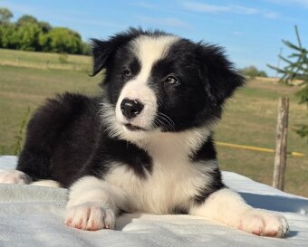 Border kolie Collie/ kólia - 2