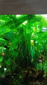 Akvarijní rostliny - 2