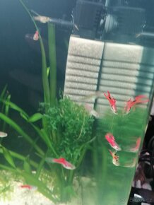 Endlerky RED - 2