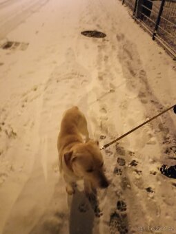 Labrador x - 2