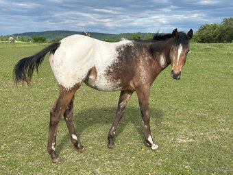 Roční klisna Appaloosa - 2