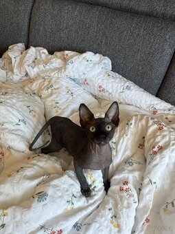 Sphynx s PP - 2