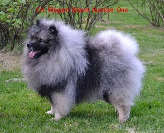 Německý vlčí špic Keeshond štěňata s PP FCI - 2