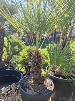 Palma chamaerops humilis - 2