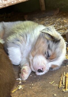 Australský ovčák štěňátka s PP - 2