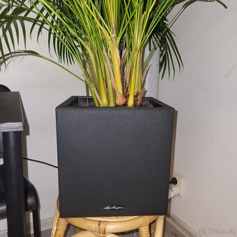 Prodám nádhernou palmu - 2