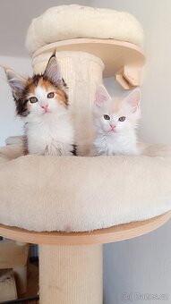 Mainská mývalí s PP - 2