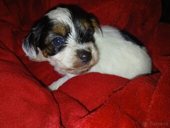 Prodám štěňátka Yorkshire terrier bez pp - 2
