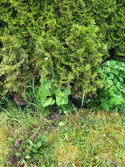 Thuja occidentalis Smaragd - 2