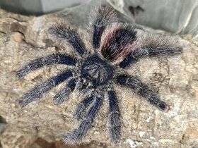 Avicularia aj. - 2
