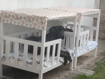 Cane Corso - 2