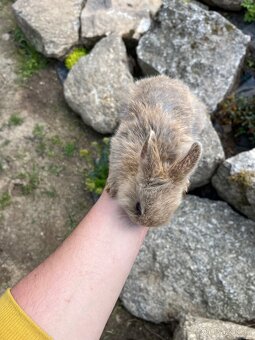 Králíčata beránek + teddy - 2