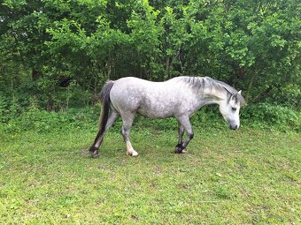 Prodám 2 letou welsh mountain pony - 2