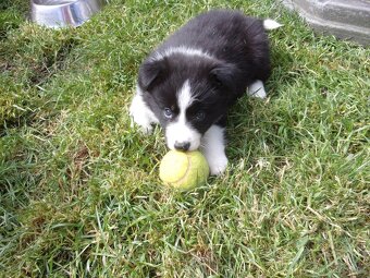 Border kolie / collie štěňata s PP (FCI) - 2
