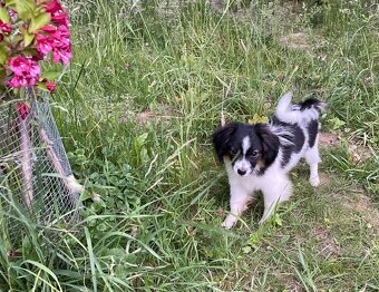 Miniaturní kontinentální španěl s PP, phalene, ne papillon - 2