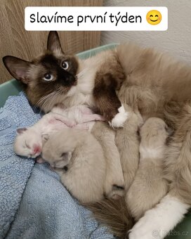Ragdoll čistokrevná koťata bez papírů - 2