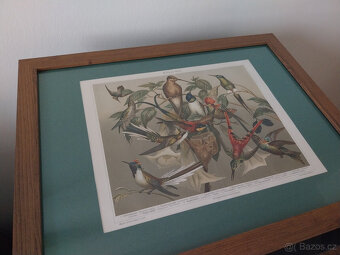 Chromolitografie Kolibříci z r. 1895 - 2