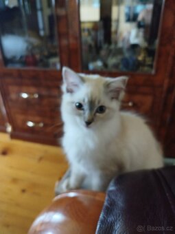 Ragdoll - 2