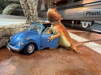AGAMA VOUSATÁ POGONA VITTICEPS NA PRODEJ - 2