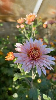 Chrysantémy, listopádky - 2