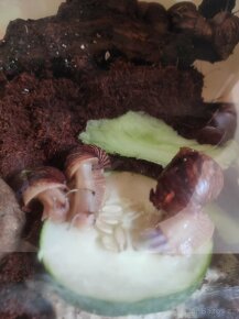 Šnek africký rodu achatina imacullata - 2