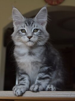 Mainská mývalí koťátka s PP - 2