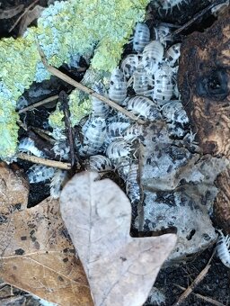 Porcellio laevis dairy cow 25 (+) ks - 2