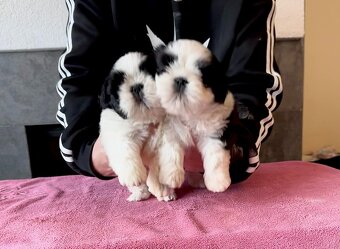 shih tzu s PP FCI - 2