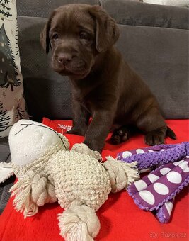 Labradorský retriever - štěňátka s PP - 2