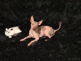 Americký bezsrstý teriér s PP /FCI/ - 2