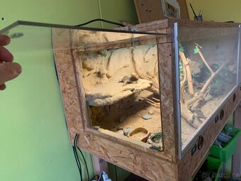 Prodám velké terárium + 2× agama vousatá - 2