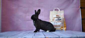 Sportovní králík - 2